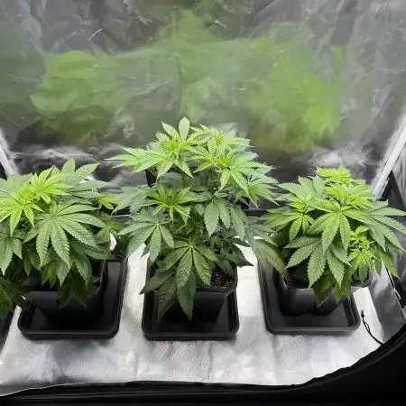 Mona Lisa - T.H.Seeds
