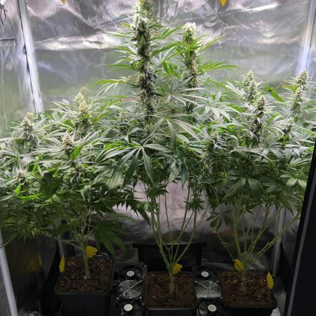 Sweet Cherry Kush - Sensi Seeds