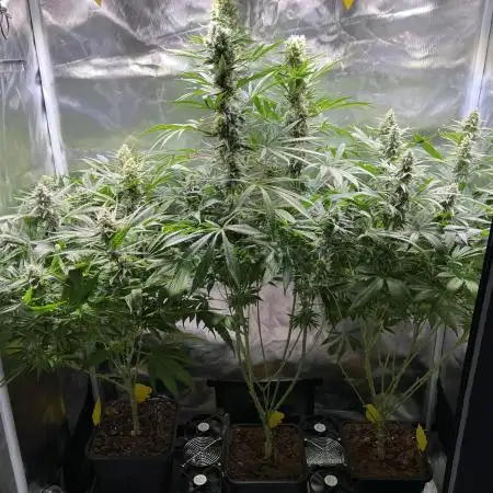 Sweet Cherry Kush - Sensi Seeds