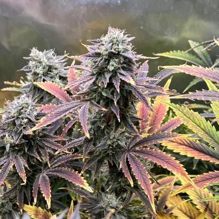 Apple Fritter Auto - Royal Queen Seeds