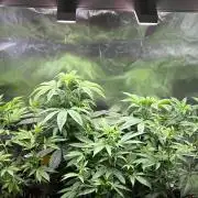 Ice Cream Marker - TerpyZ