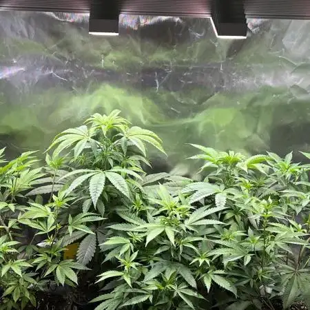 Ice Cream Marker - TerpyZ