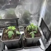 Ice Cream Marker - TerpyZ