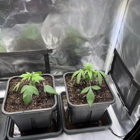 Ice Cream Marker - TerpyZ