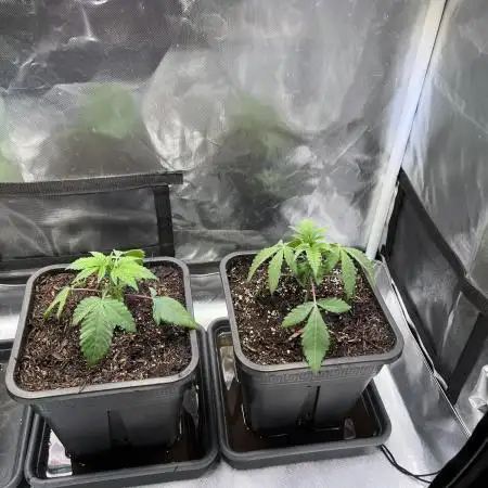 Ice Cream Marker - TerpyZ