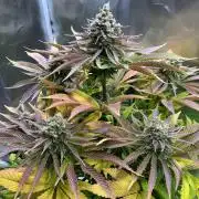 Mona Lisa - T.H.Seeds