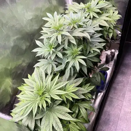 Mona Lisa - T.H.Seeds