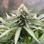 Mona Lisa - T.H.Seeds