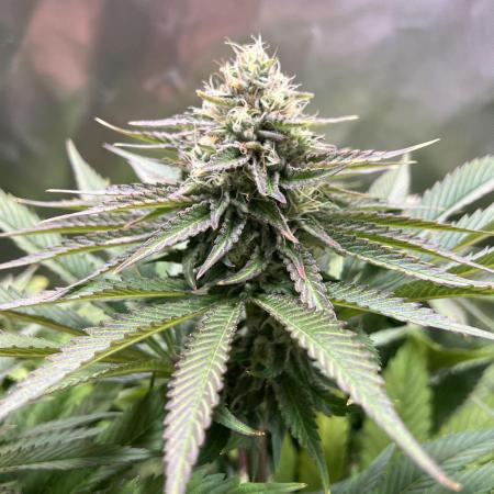 Mona Lisa - T.H.Seeds