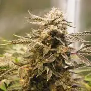 Apple Fritter Auto - Royal Queen Seeds