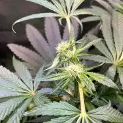 Tropical Fruit Cake - Paradise Seeds