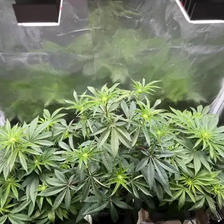 Mona Lisa - T.H.Seeds