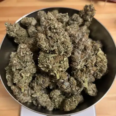 Mona Lisa - T.H.Seeds