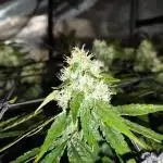 GG4 Sherpet Fastflower