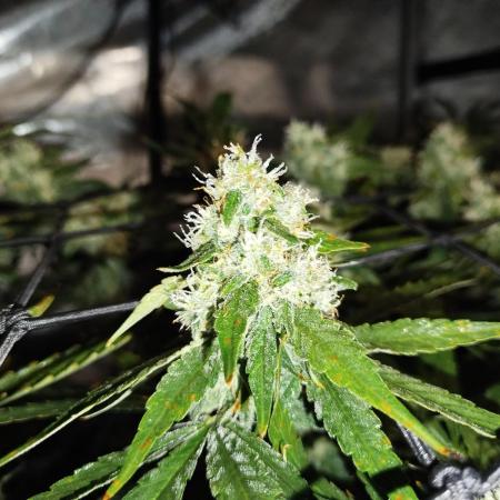GG4 Sherpet Fastflower