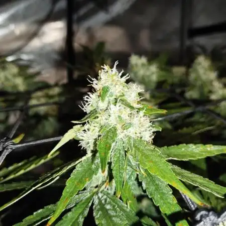 GG4 Sherpet Fastflower