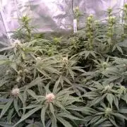 Banana Purple Punch Auto vs Auto Skywalker Haze