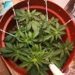 First Grow, Sip System Closet Try