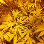 PEANUT BUTTER BREATH #2