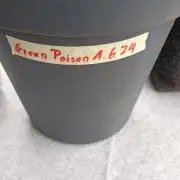 Green Poison Auto#01 06.24