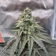 Rainbow Sugar / LITFARMS - @710Loup