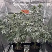 LITFARMS / Rainbow Sugar - @710Loup