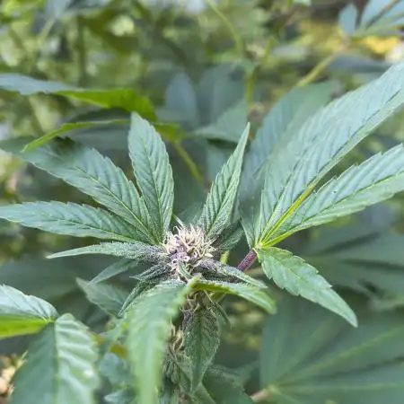 Outdoor Zone 4 2025
