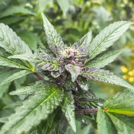 Outdoor Zone 4 2025