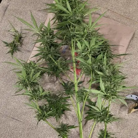Outdoor Zone 4 2025