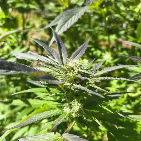 Outdoor Zone 4 2025