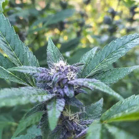 Outdoor Zone 4 2025