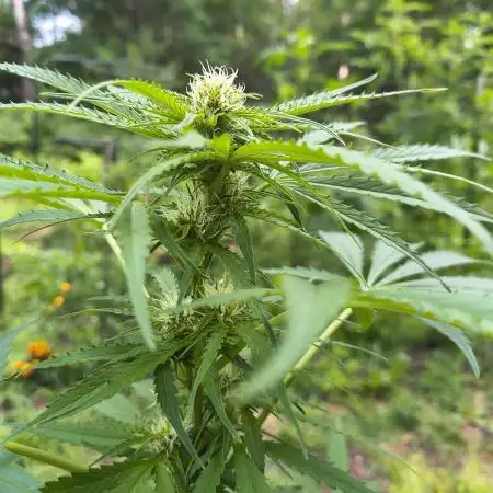 Outdoor Zone 4 2025