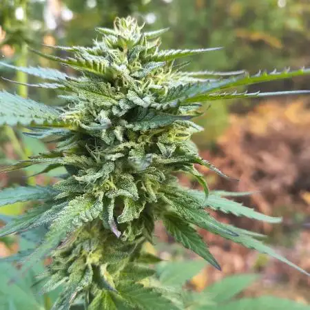 Outdoor Zone 4 2025