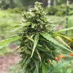 Outdoor Zone 4 2025