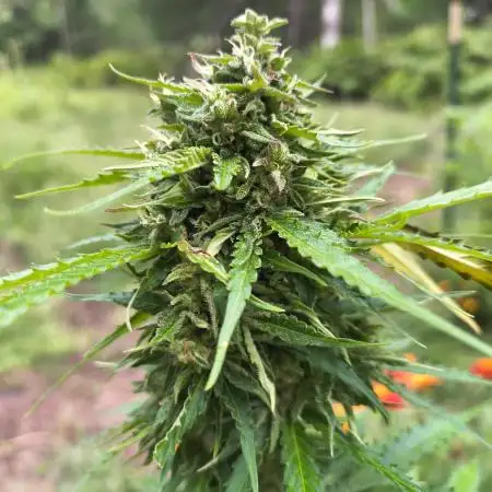 Outdoor Zone 4 2025