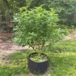 Outdoor Zone 4 2025