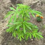 Outdoor Zone 4 2025