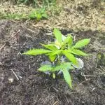 Outdoor Zone 4 2025