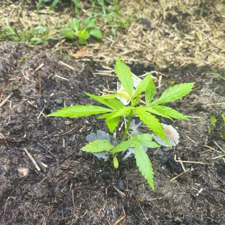 Outdoor Zone 4 2025