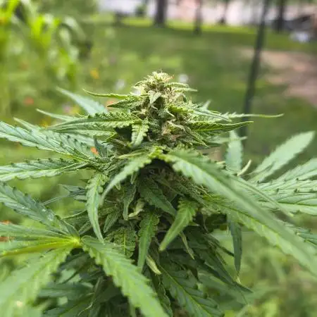 Outdoor Zone 4 2025