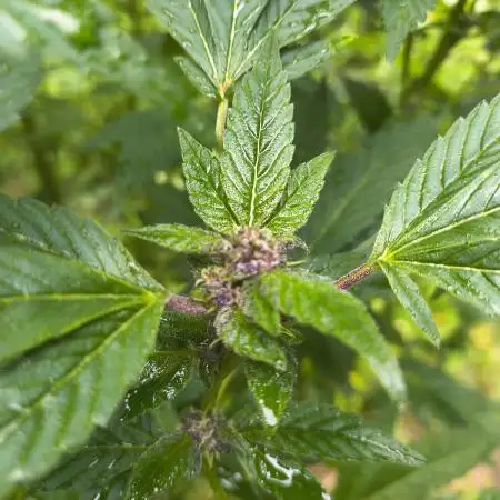 Outdoor Zone 4 2025