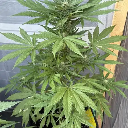 Auto Blackberry Kush