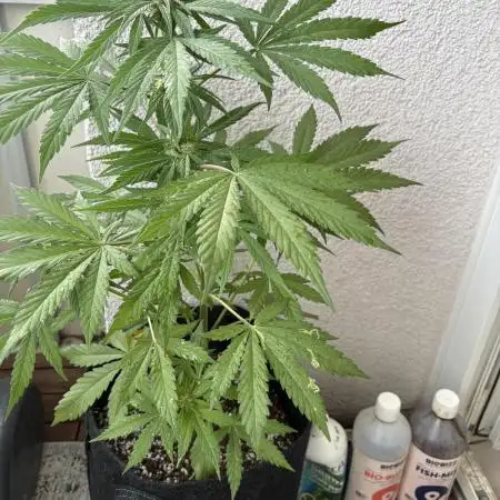 Auto Blackberry Kush