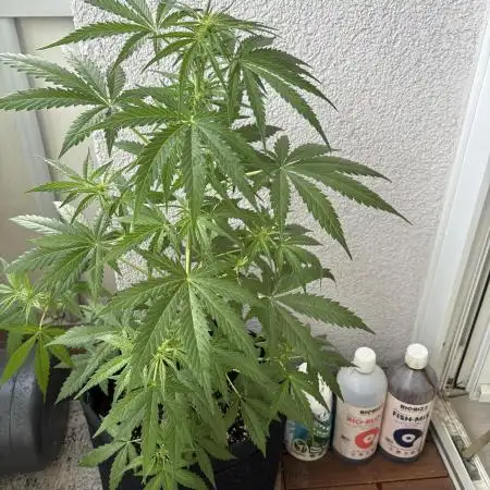 Auto Lemon Haze