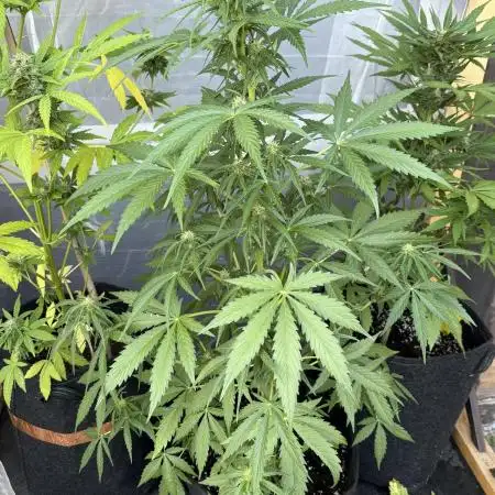 Auto Lemon Haze