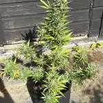 Auto Lemon Haze