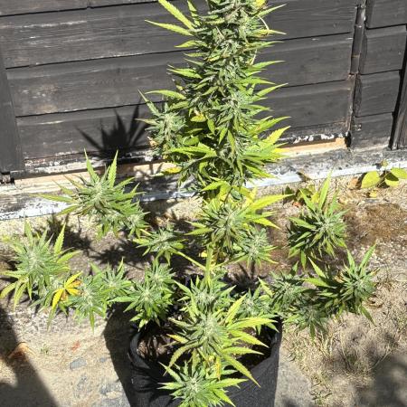 Auto Lemon Haze