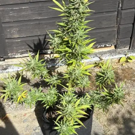 Auto Lemon Haze
