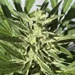 Auto Blackberry Kush