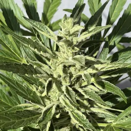 Auto Blackberry Kush
